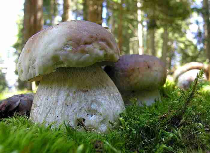  Image name: 76 Porcino.jpg 
 width: 700 pixel 
 height: 511 pixel 
 Size: 25063 bytes 
 Click to enlarge 